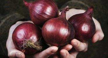 Jak správně pěstovat červenou cibuli red baron?